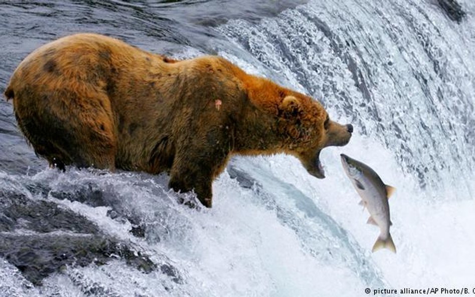 picture alliance/AP Photo/B. Ohlund