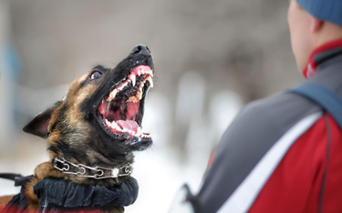 Ministerstwo Sprawiedliwości: będą surowe kary za niedopilnowanie niebezpiecznych psów