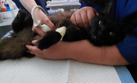 Uratowany spod gruzów budynku kot