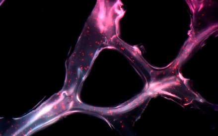 Joao Conde, Nuria Oliva, Natalie Artzi. Zdjęcie pokazuje krótkie sekwencje genetyczne o nazwie mikro