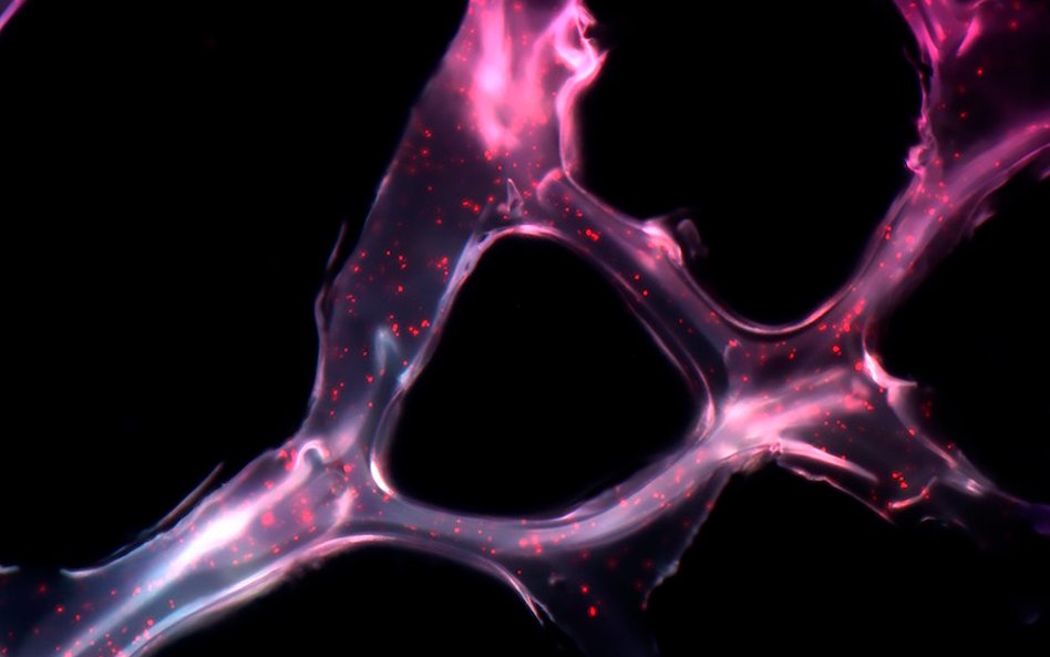 Joao Conde, Nuria Oliva, Natalie Artzi. Zdjęcie pokazuje krótkie sekwencje genetyczne o nazwie mikro