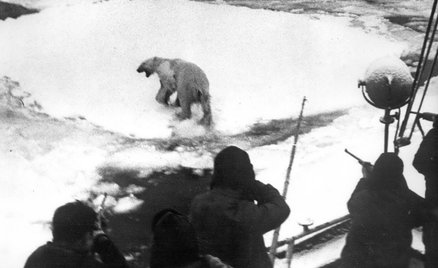 Polowanie na niedźwiedzie polarne na Grenlandii, 1970 rok