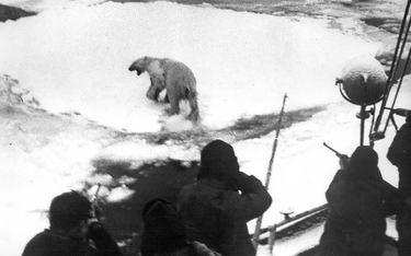 Polowanie na niedźwiedzie polarne na Grenlandii, 1970 rok