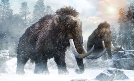 Ostatni mamut zginął 4000 lat temu