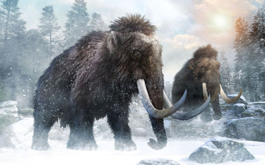 Ostatni mamut zginął 4000 lat temu