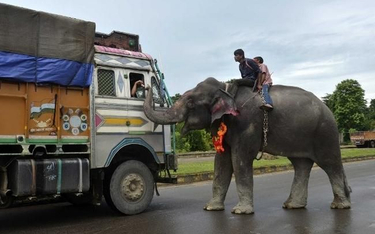 Agenci turystyczni powinni zadbać o słonie