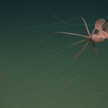 Kałamarnica wielkopłetwa została sfilmowana na głębokości 3277 metrów u wybrzeży Kalifornii