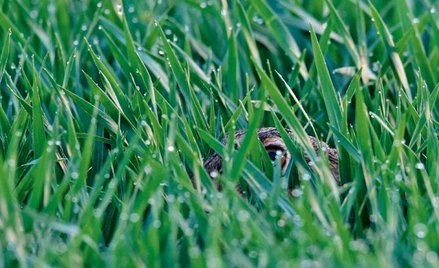 „Uciekać, uciekać!”. A może nie, może lepiej się ukryć? Poranek pełen rozterek, lęku i rosy na polu 
