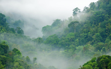 BBC: Nielegalna sprzedaż lasów deszczowych na Facebooku