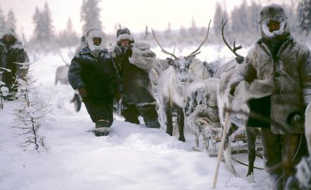 Po Syberii podróżowało się kiedyś zaprzęgiem reniferów
