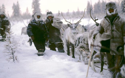 Po Syberii podróżowało się kiedyś zaprzęgiem reniferów