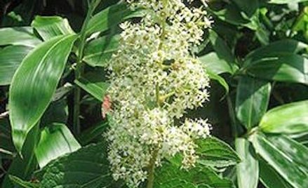 Celastrol został wyizolowany z rośliny Tripterygium wilfordi.