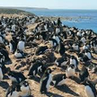 Pebble Island