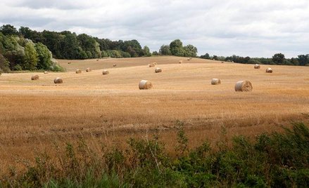 Koniec kłopotów ze zbożem