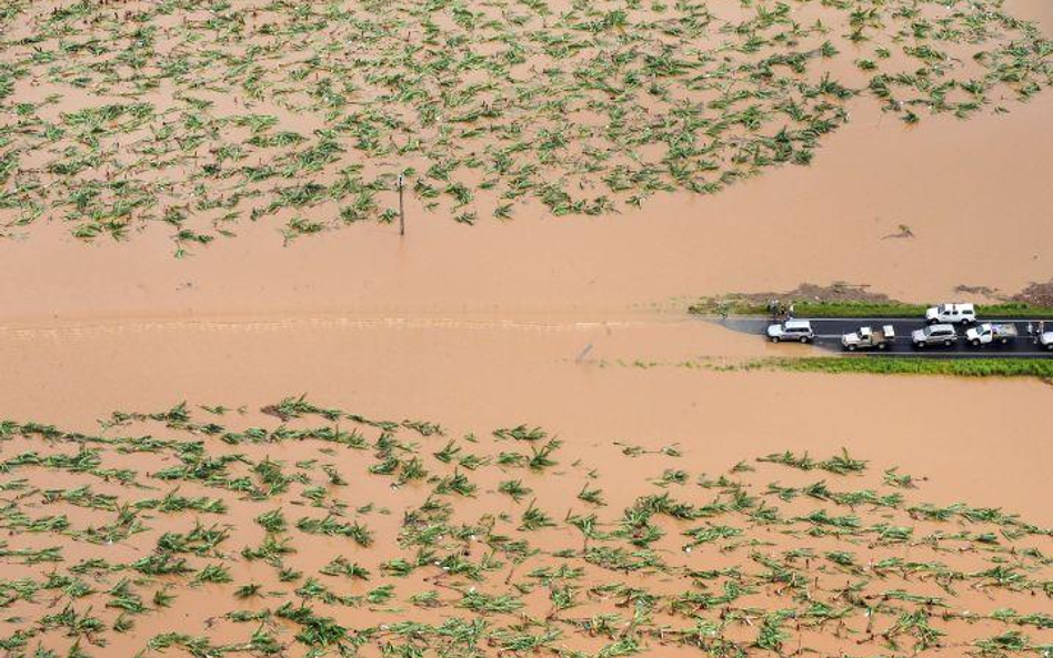 Zniszczona przez powódź plantacja bananów w Queensland w Australii