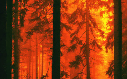 Europarlamentarzyści zagłosowali przeciwko spalaniu lasów