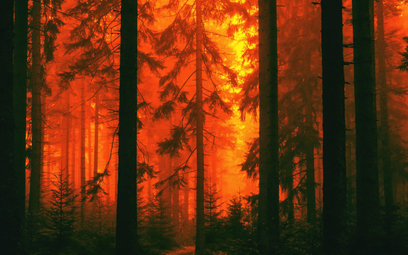 Pożary i wyręby lasów na świecie. W rok zniknęła prawie powierzchnia Polski
