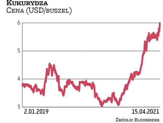 Notowania kukurydzy znalazły się na najwyższym poziomie od 2013 r. Obecnie buszel wyceniany jest już