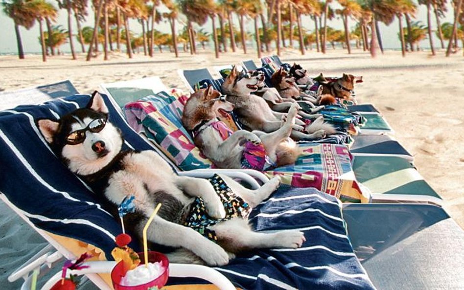 Piękne husky na krańcach Alaski