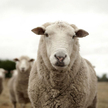 Rzym sięgnie po owce, by oszczędzić na kosiarkach?