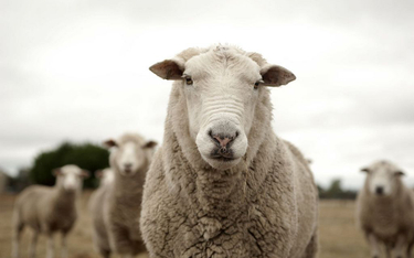 Rzym sięgnie po owce, by oszczędzić na kosiarkach?