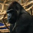 Samotne goryle w warszawskim zoo