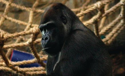 Samotne goryle w warszawskim zoo