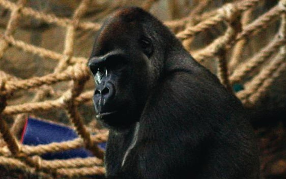 Samotne goryle w warszawskim zoo