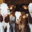 Mleko zwierząt doświadczających wysokich temperatur ma niższą zawartość protein i tłuszczu niż to, k