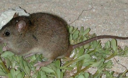 Australia: Senat zajmie się wymieraniem ssaków