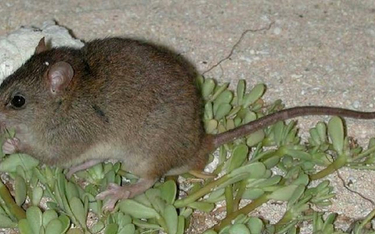 Australia: Senat zajmie się wymieraniem ssaków