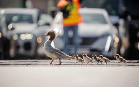 Ptaki zostały zauważone w środę 22 kwietnia około godziny 10:30 we wschodniej części Kanału Piaseczy