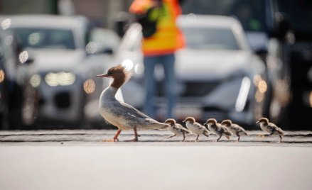 Ptaki zostały zauważone w środę 22 kwietnia około godziny 10:30 we wschodniej części Kanału Piaseczy