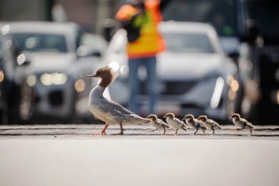 Ptaki zostały zauważone w środę 22 kwietnia około godziny 10:30 we wschodniej części Kanału Piaseczy