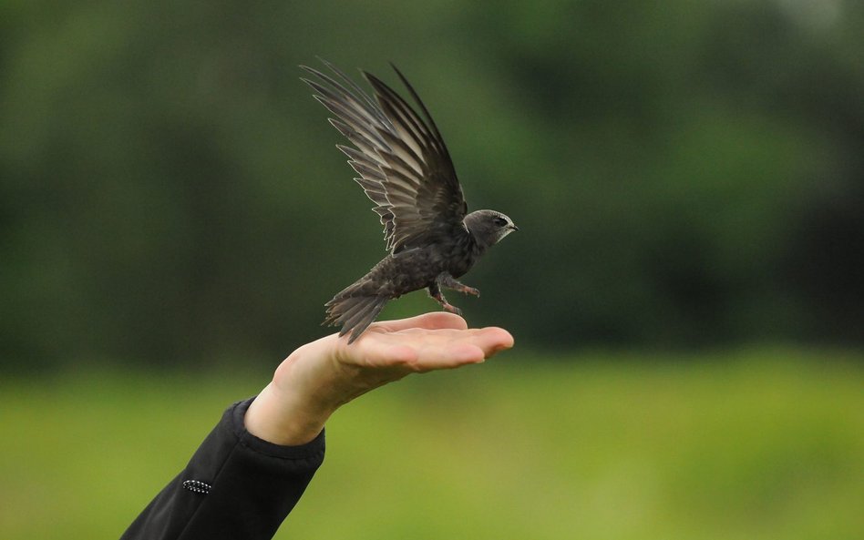 Plaga komarów daje się we znaki. Miasta wzywają na pomoc jerzyki