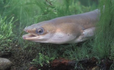 Większą część życia węgorze spędzają w słodkich wodach jezior i rzek.