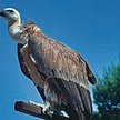 Sępy mogą pomóc policji