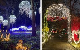 „Magiczny Botaniczny" już od 8 listopada w Ogrodzie Botanicznym UW