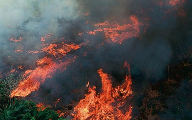 Pożary Amazonii pokazały, jak wiele na Ziemi mamy do stracenia