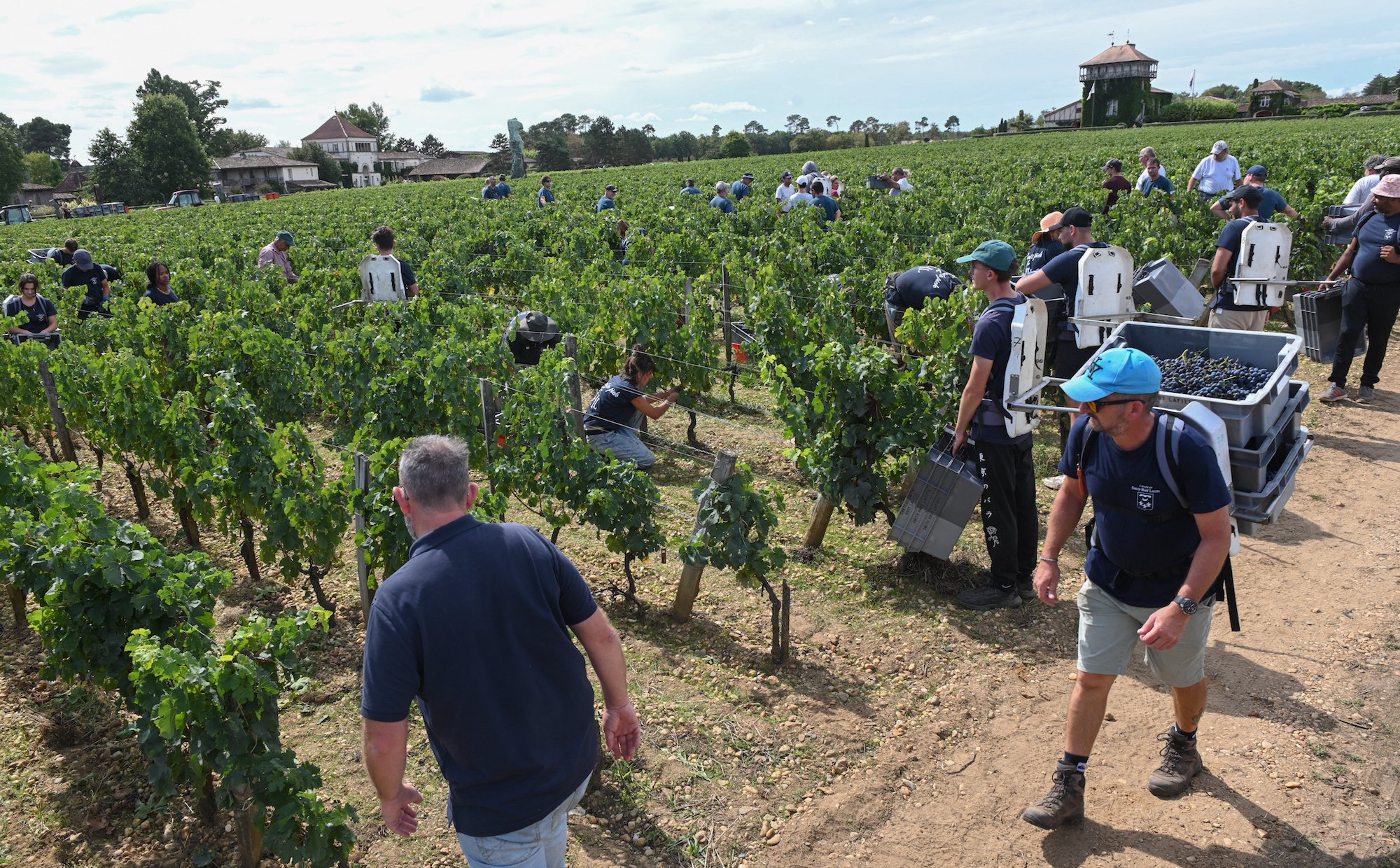 Winnice we Francji idą pod topór. Winiarska potęga przegrywa na dwóch frontach
