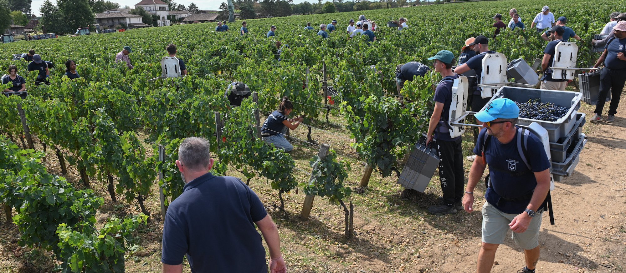 Winnice we Francji idą pod topór. Winiarska potęga przegrywa na dwóch frontach