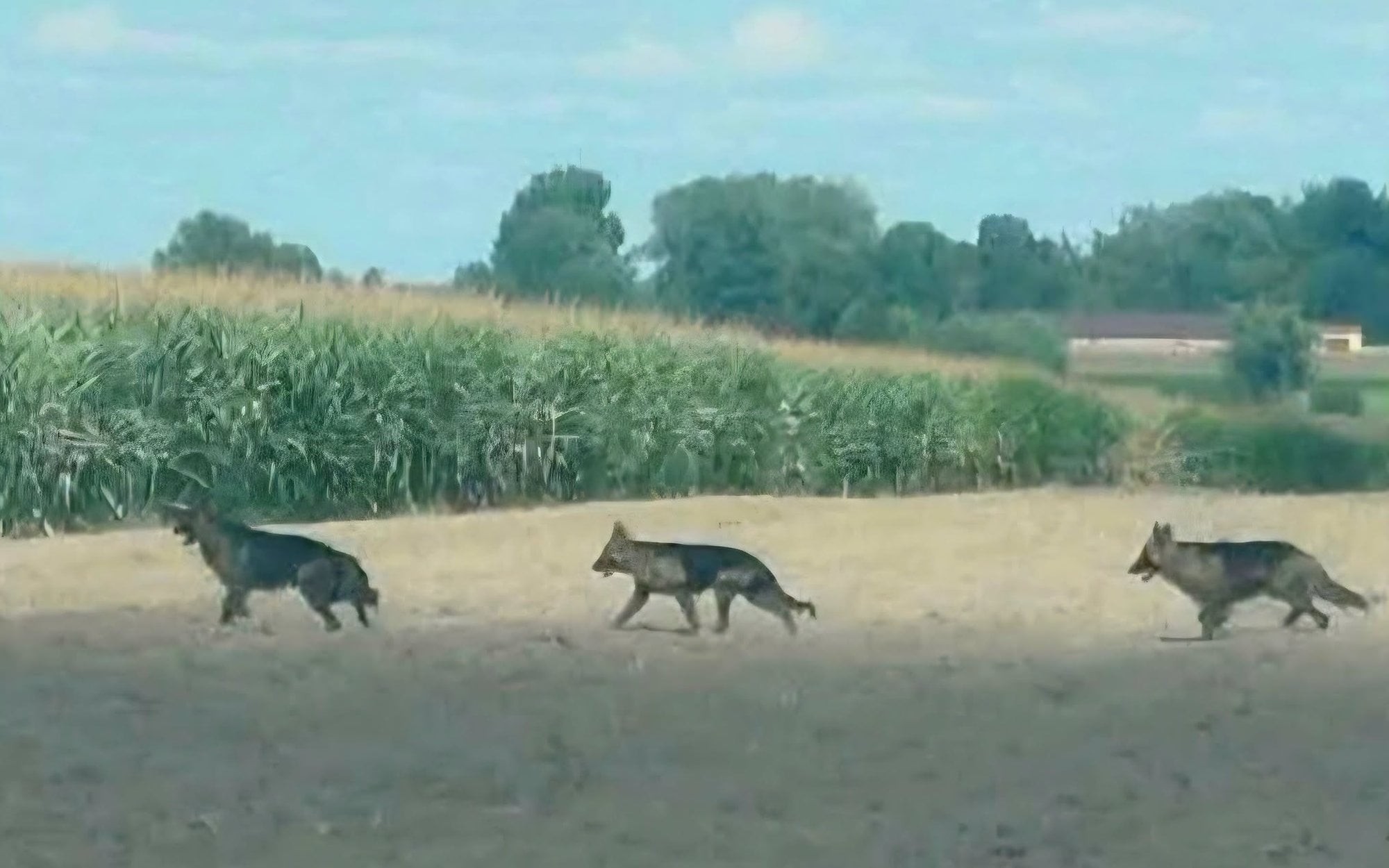 Agresywne psy terroryzują Mazowsze. Właściciel dostał mandat, owczarki atakują dalej