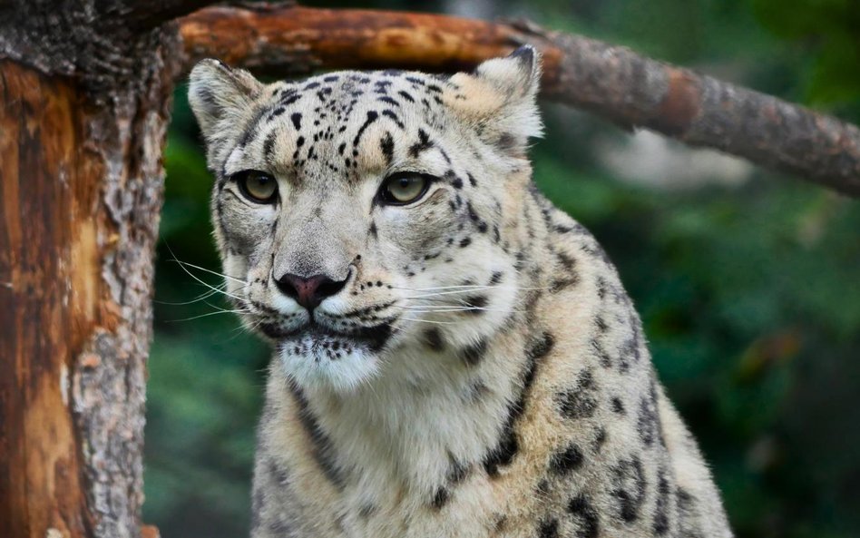 W styczniowym finale znalazła się irbisica śnieżna Suri