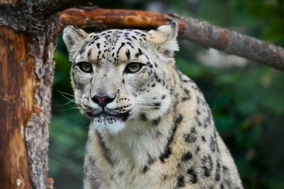 W styczniowym finale znalazła się irbisica śnieżna Suri