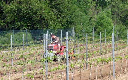 Winnica Vanellus w Podkarpaciu - spulchnianie gleby