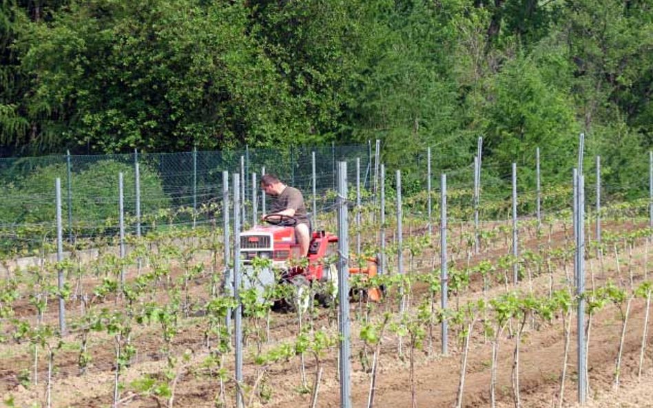 Winnica Vanellus w Podkarpaciu - spulchnianie gleby