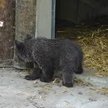 Niedźwiedzica Cisna jest w poznańskim zoo. Gdyby już działało "Pogotowie dla niedźwiedzi" miałaby sz