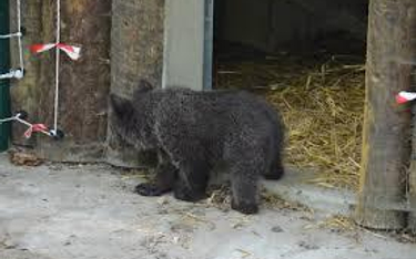 Niedźwiedzica Cisna jest w poznańskim zoo. Gdyby już działało "Pogotowie dla niedźwiedzi" miałaby sz