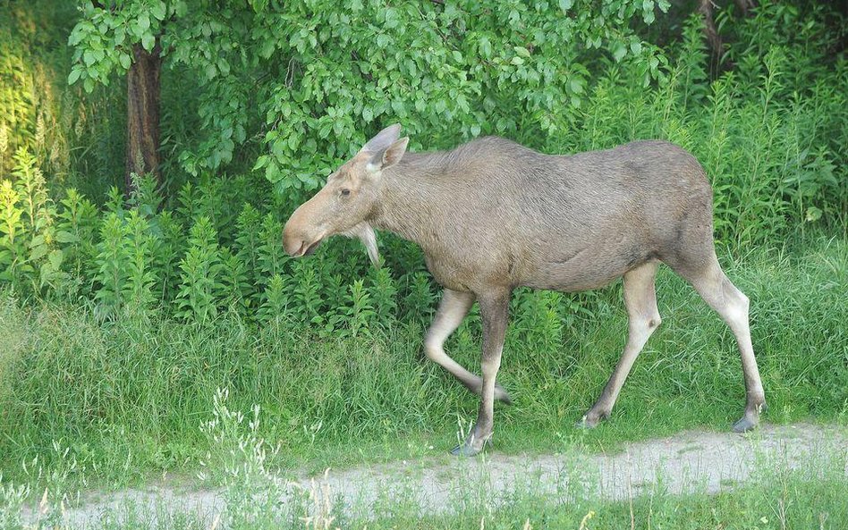 Liczenie łosi na Mazurach