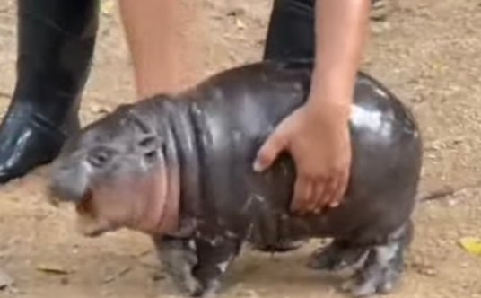 Moo Deng to rzadki hipopotam karłowaty